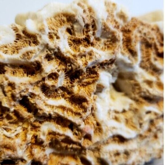 Large Vintage 1kg! Natural Real Sea Coral Specimen 6x5x4 Inches - Picture 6 of 9